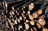 Unilever Jerónimo Martins distingue projectos de protecção à floresta  