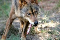 Conservação do lobo ibérico ganha prémio BES Biodiversidade