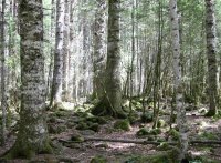 Observatório das Florestas deve ser independente, alerta Forestis