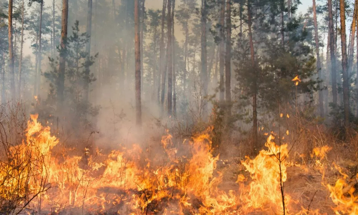 Fundo Ambiental financia centrais de biomassa em seis concelhos com risco de incêndio