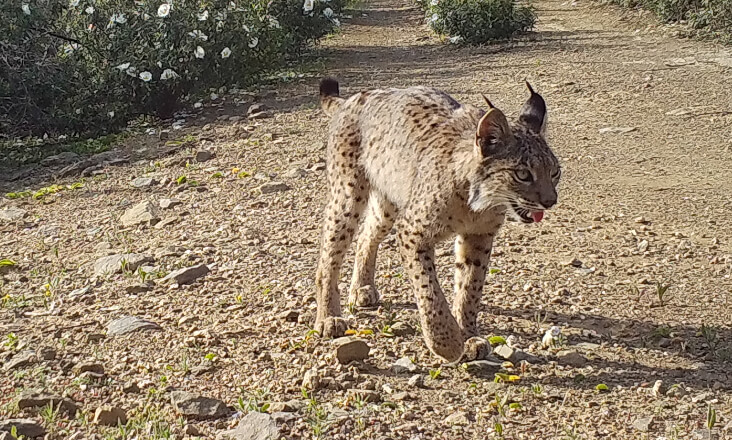 ICNF desenvolve sistema para evitar atropelamentos do lince ibérico