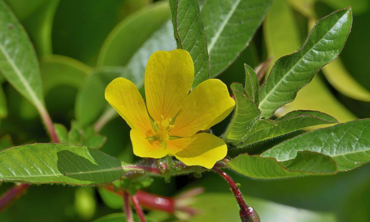 Águas do Vale do Tejo faz levantamento de locais afetados pela espécie invasora aquática ‘Ludwigia grandiflora’