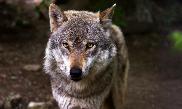 Lobo ibérico em Portugal continuará a ser protegido, assegura Graça Carvalho