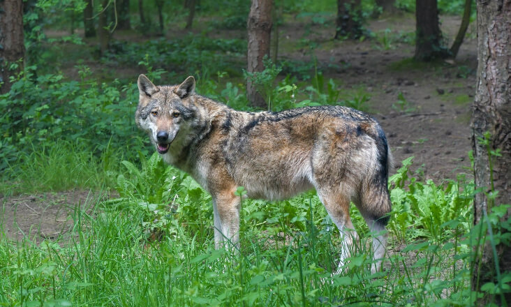 Governo atualiza regime de indemnizações por ataques de lobo-ibérico