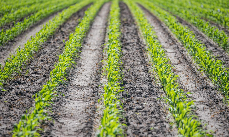 “Água que Une” dará prioridade à agricultura? Aceitam-se apostas