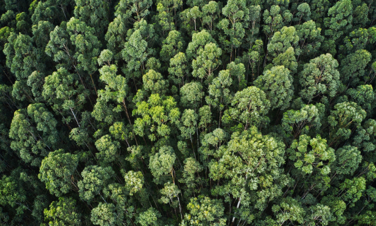 Parlamento Europeu quer simplificar regras do mecanismo de carbono para aliviar carga sobre pequenas empresas
