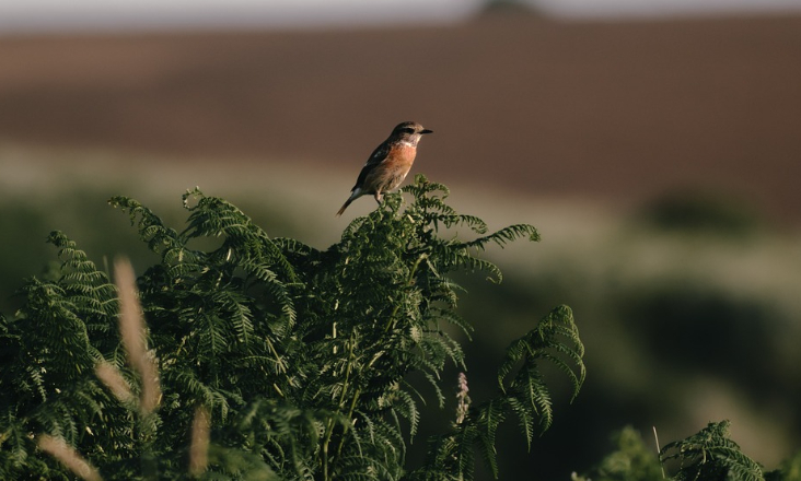 Ambientalistas apelam ao Governo que vote pela Lei do Restauro da Natureza na União Europeia